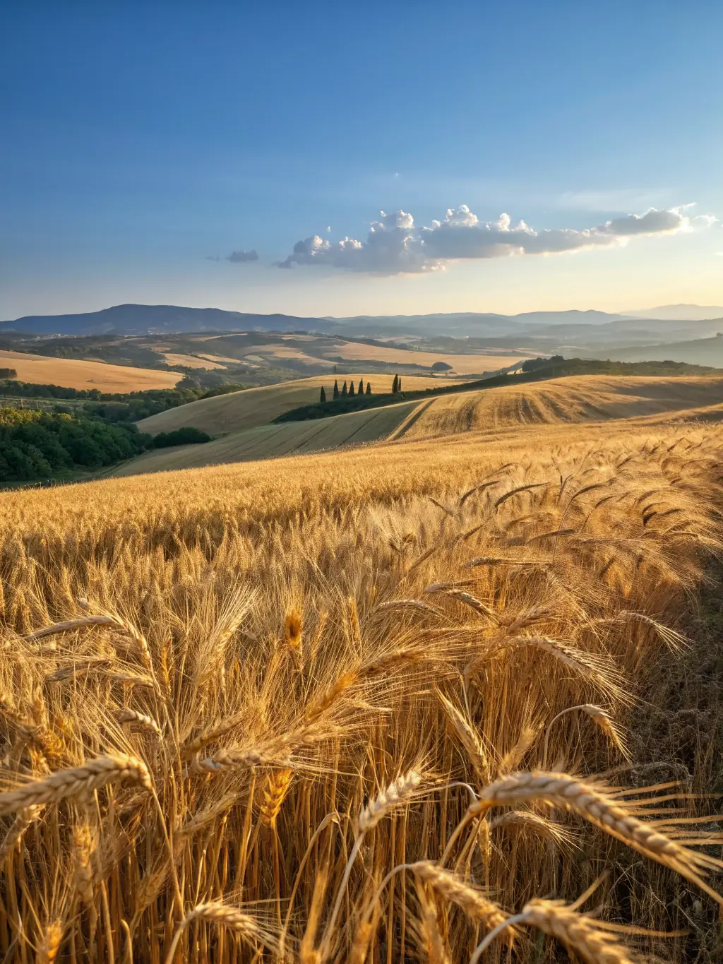 Golden wheat fields swaying gently in the breeze at Hillcrest Farm, with a focus on the plump, ripe wheat heads ready for harvesting.