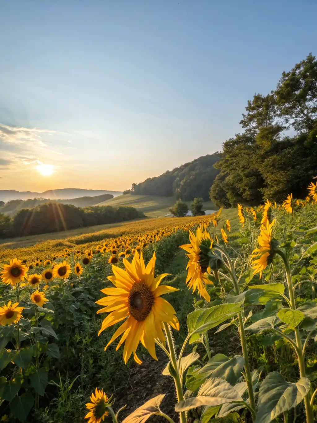 A vibrant yellow canola field in full bloom at Hillcrest Farm, showcasing the farm's dedication to producing high-quality canola for various industrial uses.